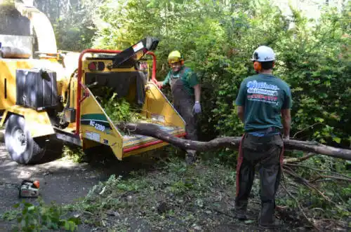 tree services Dayton